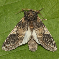 Notodonta tritophus Notodonta tritophus